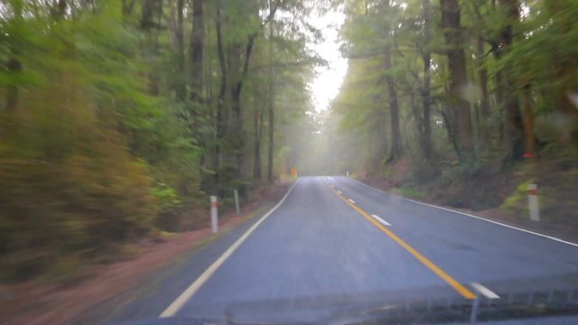 driving in pine forest of milford sound fiordland national park new zealand