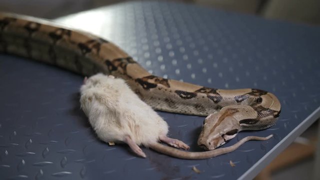 Close-up python in pet hotel being fed by vet care specialist at animal clinic. White mouse served to python snake on the table. Python biting the mouse