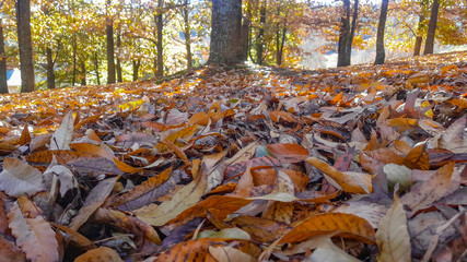 Close up autumn leaves on forest ground, KwaZulu Natal, South Africa.
