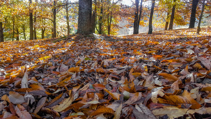 Autumn leaves in shadow of tree, KwaZulu Natal, south Africa.