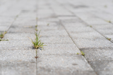 Weed/Grass Growing From Crack in Concrete Tiles