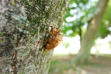 セミの抜け殻