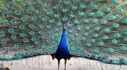 羽根を広げるクジャクの雄