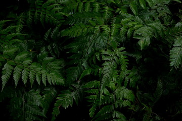Green leaves background. Green leaves color tone dark  in the morning