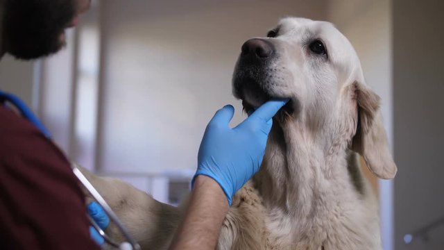 Closeup shot of vet doctor's hands in gloves checking dog's teeth at pet care clinic. Veterinarian performing dental health check of adult male golden retriever on examination table