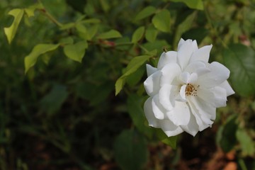white flower