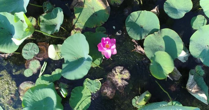 Aerial photography, pink lotus, lake.