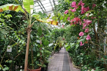 温室の中の熱帯植物