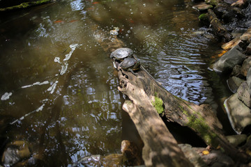 Sunbathing Turtles: Turtle Basking in Sunlight in a Pond