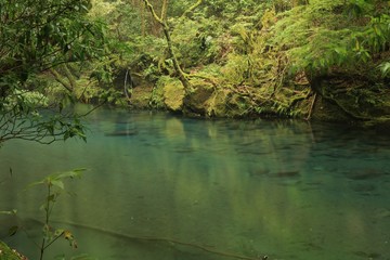 清流が流れる菊池渓谷