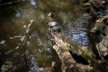 Sunbathing Turtles: Turtle Basking in Sunlight in a Pond