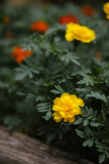 Yellow and Orange Marigold Flowers Blooming Outdoors