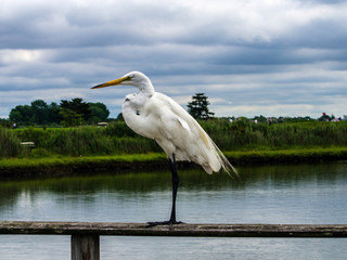 Egret on a rail