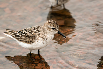 Shorebird portrait. 
