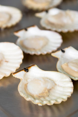 raw scallops on it's shell