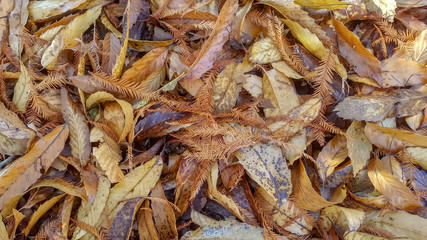 Close up autumn leaves in forest, Kwazulu Natal Midlands, South Africa.