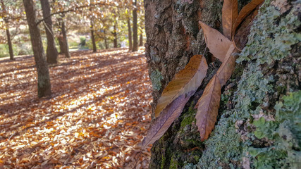 Autumn leaves on tree trunk, KwaZulu Natal Midlands, South Africa.
