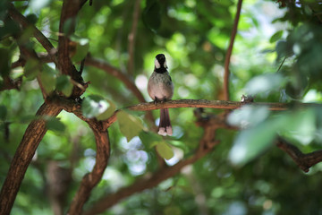 Black and White Bird - white-cheeked bubo chickadee