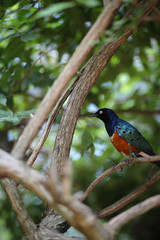Superb Starling (Lamprotornis superbus) - Black, Blue, and Green Bird with an Orange Chest and White Eyes