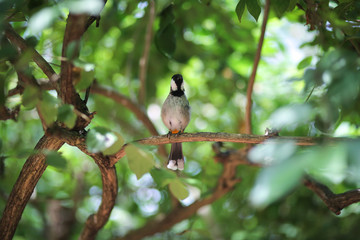Black and White Bird - white-cheeked bubo chickadee