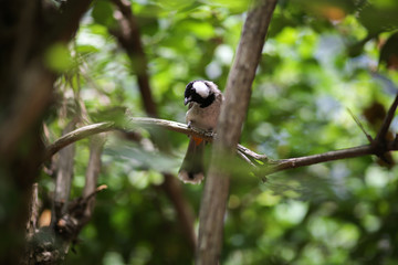 Black and White Bird - white-cheeked bubo chickadee