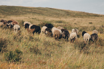 Fototapeta premium cattle grazing in the meadow. Pets: cows, goats, sheep