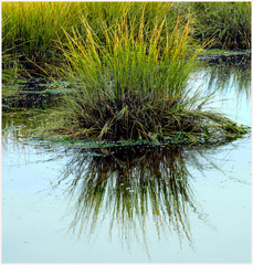 Water grass
