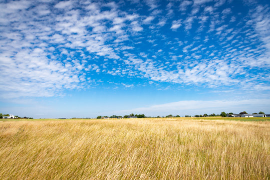 Field of yellow ripe rye. Picturesque pastoral landscape. Stock photo.