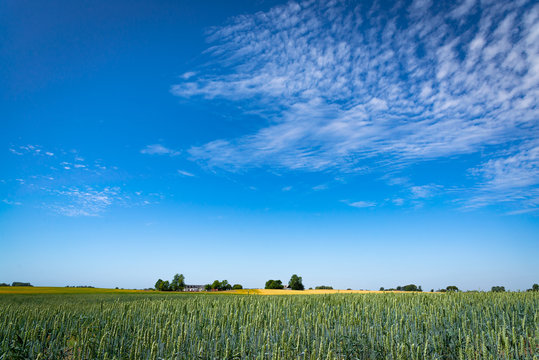 Ripening wheat field. Early green wheat. Picturesque pastoral landscape. Stock photo.