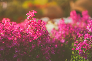 Selective focus of beautiful colorful flowers with summer bokeh background.vintage color style.