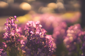 Selective focus of beautiful colorful flowers with summer bokeh background.vintage color style.