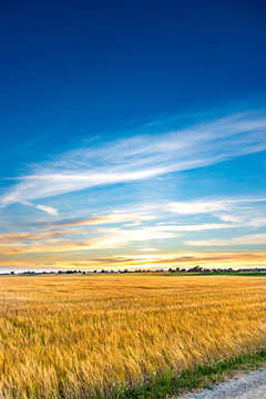 Sunset landscape over a wheat field. Copy space. Blue sky over yellow harvest field. Stock photo.