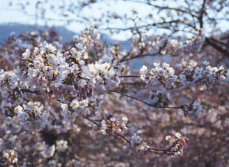 さくら　春　素材