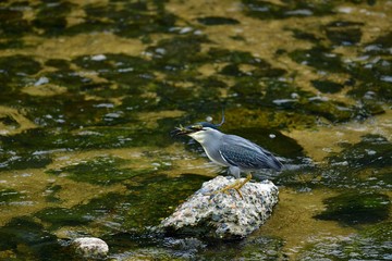 大きなオイカワを丸呑みするササゴイ