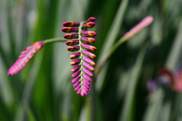 crocosmia lucifer flower in the nature background