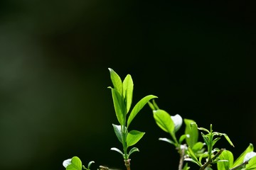 光を浴びて輝く新緑の若葉