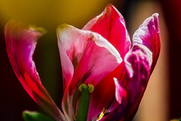 Fototapeta na wymiar flowers, tulips, fuxia, colorful