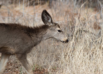 Mule Deer