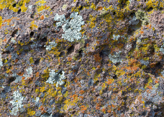 Moss Covered Rock Background