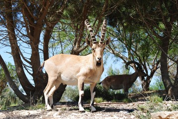 Israeli ibex