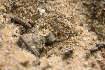 Antlion larva hidden in pit in sand