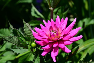 dahlia flower in the garden