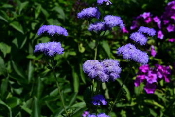 Ageratum flower in the garden