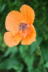 Poppy 1