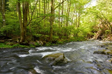 Obraz premium 夏山の林の中の渓流