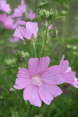 Fototapeta premium Purple Cluster 6