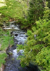 Obraz premium 夏山の林の中の渓流