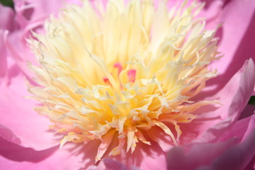 Open Yellow Pink 1