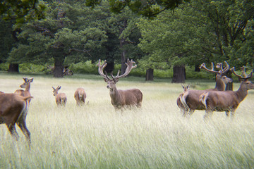 Deer