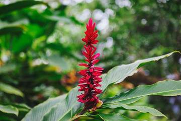 Alpinia purpurata flower, or red ginger, close view in tropical garden of Oahu island, Hawaii